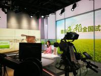 青岛海水稻全国试种 山东电视台齐鲁频道台网同播